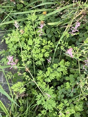 Fumaria bastardii