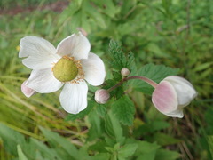 Eriocapitella vitifolia