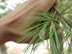 Pinus stylesii