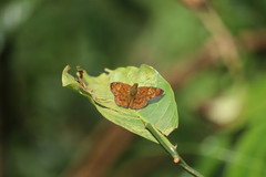 Pseudocoladenia dan