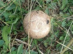 Agaricus
