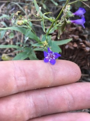 Penstemon laetus