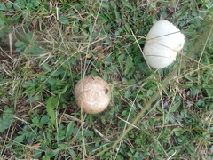 Agaricus