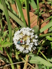 Spermacoce verticillata