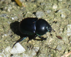 Trypocopris pyrenaeus