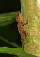 Anolis gundlachi