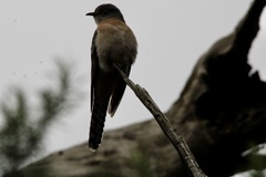 Cacomantis flabelliformis