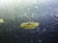 Herpetogramma thestealis