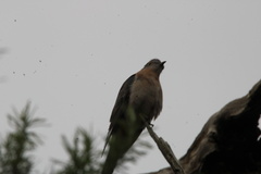 Cacomantis flabelliformis