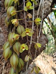 Cymbidium madidum