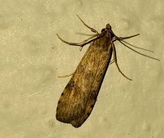 Nomophila nearctica