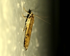 Nomophila nearctica
