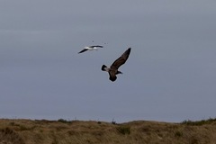 Larus dominicanus dominicanus