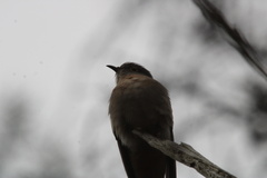 Cacomantis flabelliformis