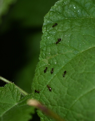 Prenolepis imparis
