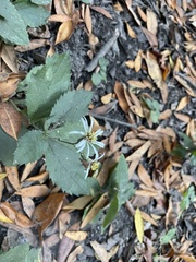Eurybia