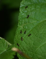 Prenolepis imparis