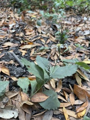 Eurybia