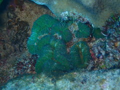 Lobophyllia