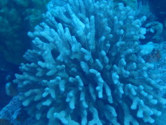 Pocillopora