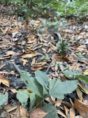 Eurybia