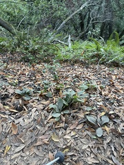 Eurybia