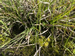 Drosera hookeri