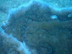 Montipora