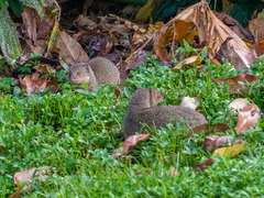 Urva auropunctata