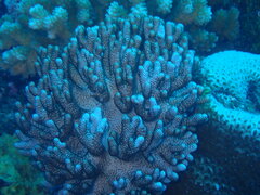 Cladiella