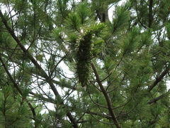 Pinus stylesii