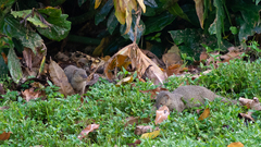 Urva auropunctata
