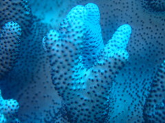Cladiella