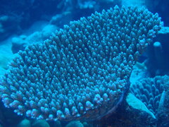 Acropora