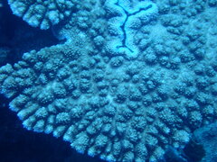 Acropora