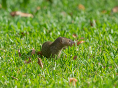 Urva auropunctata