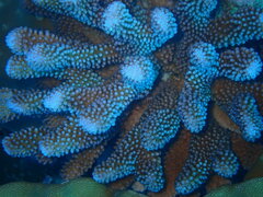 Pocillopora grandis