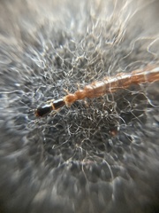 Raphidiidae