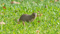 Urva auropunctata