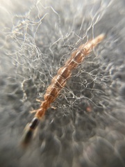 Raphidiidae