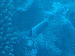 Chaetodon reticulatus