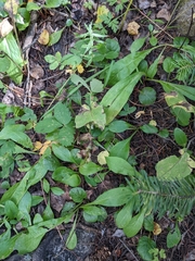 Pyrola minor