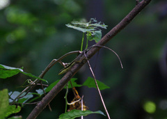 Anolis krugi