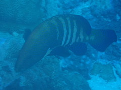 Cephalopholis argus