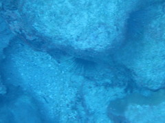 Echinoidea