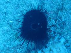 Echinoidea