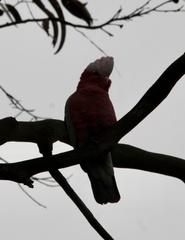 Eolophus roseicapilla
