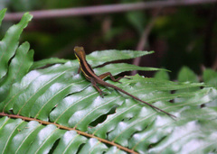 Anolis krugi