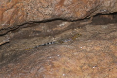Cnemaspis gracilis