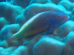 Paracirrhites forsteri